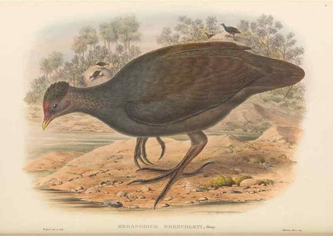 Reproducción/Reproduction 48766652787: The birds of New Guinea and the adjacent Papuan islands. London :Henry Sotheran & Co.,1875-1888.. 