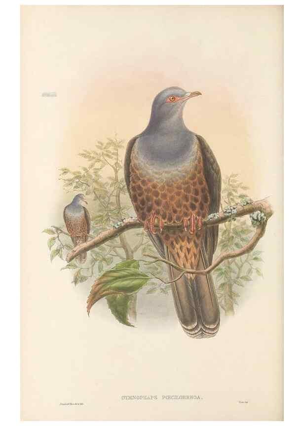 Reproducción/Reproduction 48766448246: The birds of New Guinea and the adjacent Papuan islands. London :Henry Sotheran & Co.,1875-1888.. 