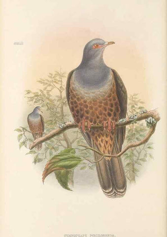 Reproducción/Reproduction 48766448246: The birds of New Guinea and the adjacent Papuan islands. London :Henry Sotheran & Co.,1875-1888.. 