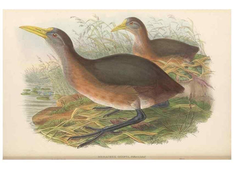 Reproducción/Reproduction 48766119003: The birds of New Guinea and the adjacent Papuan islands. London :Henry Sotheran & Co.,1875-1888.. 