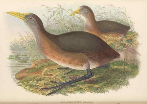 Reproducción/Reproduction 48766119003: The birds of New Guinea and the adjacent Papuan islands. London :Henry Sotheran & Co.,1875-1888.. 