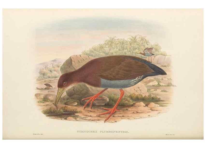 Reproducción/Reproduction 48766653687: The birds of New Guinea and the adjacent Papuan islands. London :Henry Sotheran & Co.,1875-1888.. 