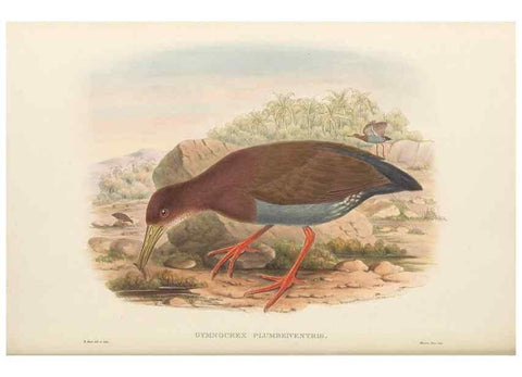 Reproducción/Reproduction 48766653687: The birds of New Guinea and the adjacent Papuan islands. London :Henry Sotheran & Co.,1875-1888.. 