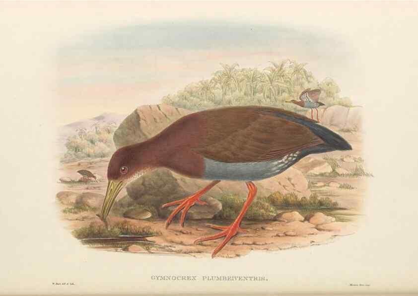 Reproducción/Reproduction 48766653687: The birds of New Guinea and the adjacent Papuan islands. London :Henry Sotheran & Co.,1875-1888.. 
