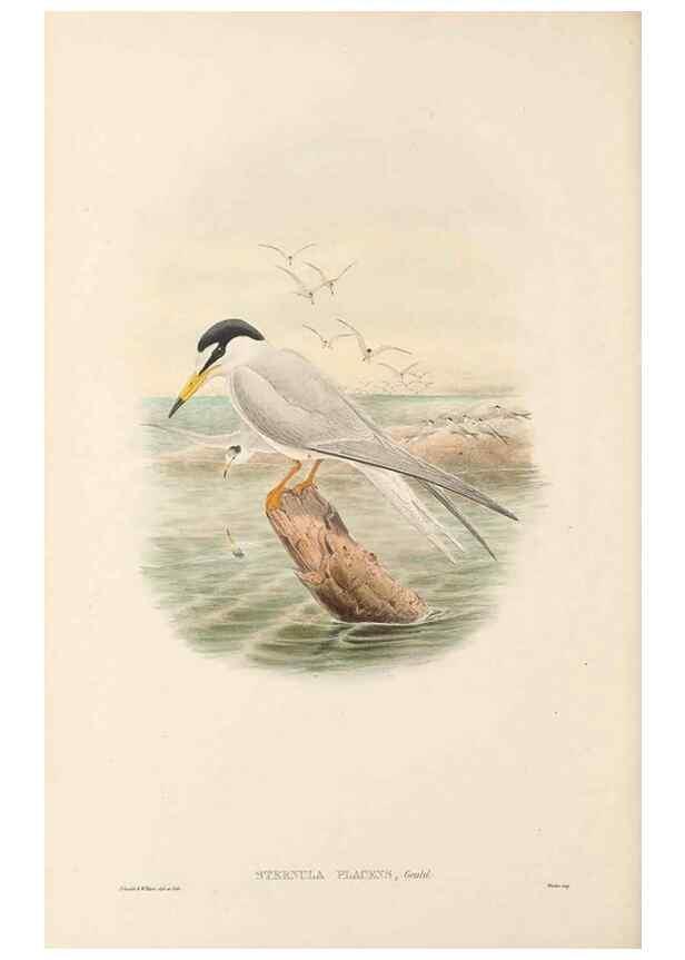 Reproducción/Reproduction 48766119918: The birds of New Guinea and the adjacent Papuan islands. London :Henry Sotheran & Co.,1875-1888.. 