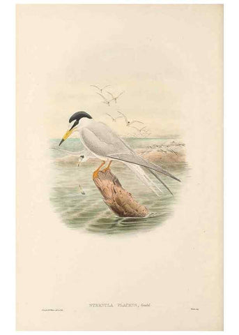 Reproducción/Reproduction 48766119918: The birds of New Guinea and the adjacent Papuan islands. London :Henry Sotheran & Co.,1875-1888.. 