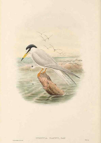 Reproducción/Reproduction 48766119918: The birds of New Guinea and the adjacent Papuan islands. London :Henry Sotheran & Co.,1875-1888.. 