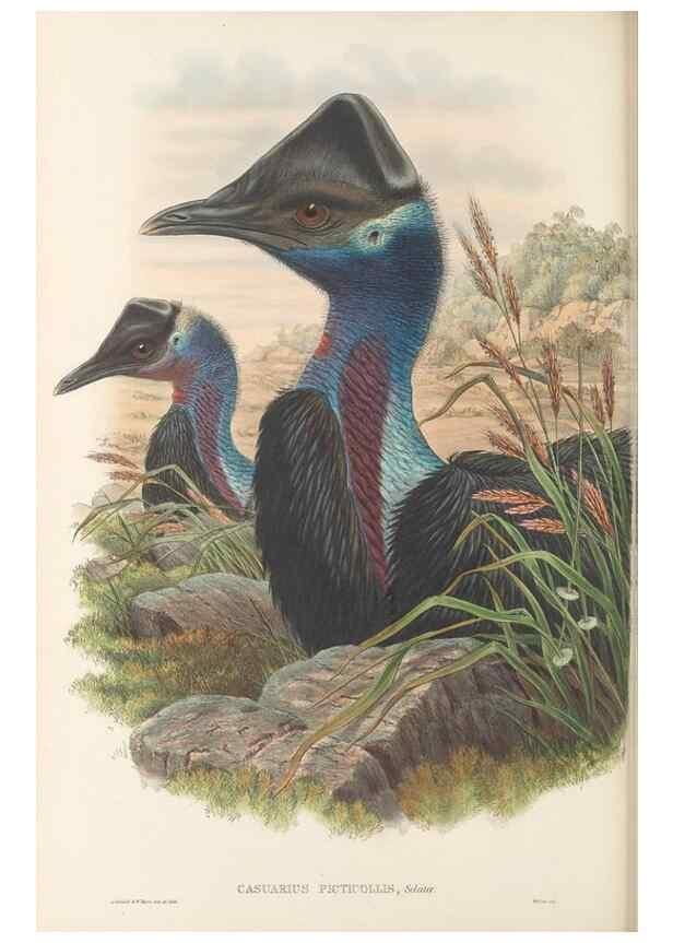 Reproducción/Reproduction 48766654677: The birds of New Guinea and the adjacent Papuan islands. London :Henry Sotheran & Co.,1875-1888.. 