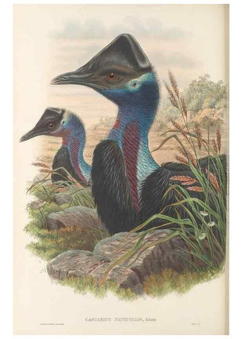 Reproducción/Reproduction 48766654677: The birds of New Guinea and the adjacent Papuan islands. London :Henry Sotheran & Co.,1875-1888.. 