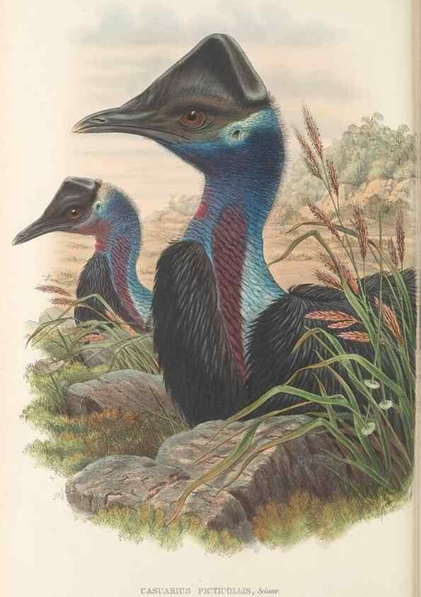 Reproducción/Reproduction 48766654677: The birds of New Guinea and the adjacent Papuan islands. London :Henry Sotheran & Co.,1875-1888.. 