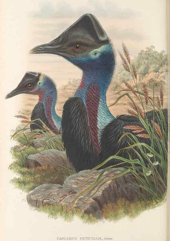 Reproducción/Reproduction 48766654677: The birds of New Guinea and the adjacent Papuan islands. London :Henry Sotheran & Co.,1875-1888.. 
