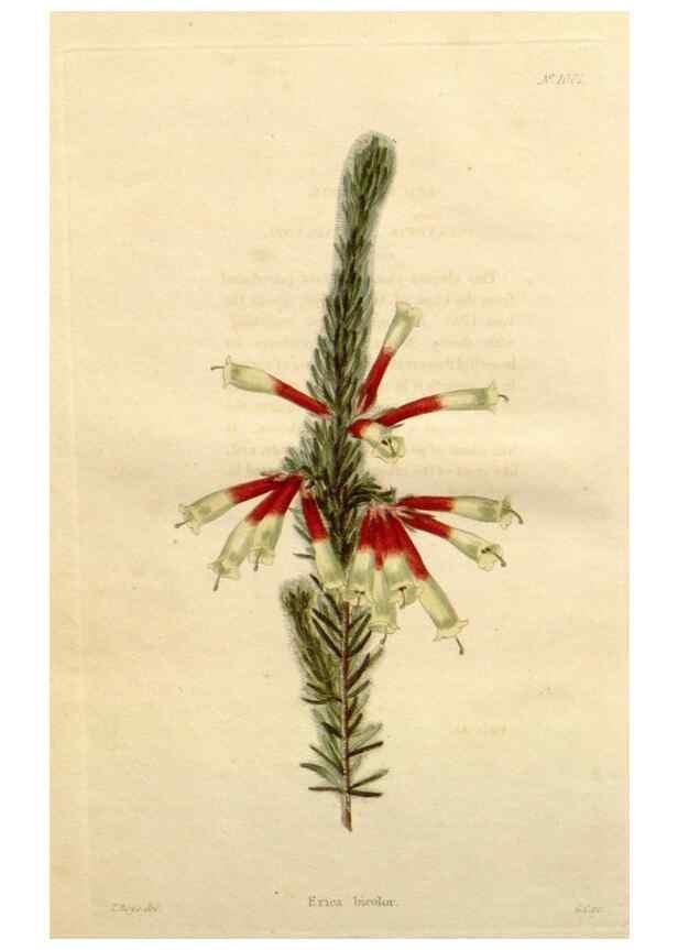 Reproducción/Reproduction 48782293998: The botanical cabinet. London :John & Arthur Arch ...,1817-1833.. 