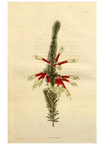 Reproducción/Reproduction 48782293998: The botanical cabinet. London :John & Arthur Arch ...,1817-1833.. 