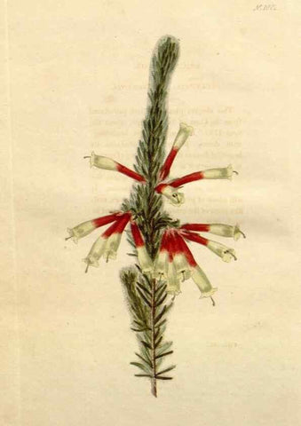 Reproducción/Reproduction 48782293998: The botanical cabinet. London :John & Arthur Arch ...,1817-1833.. 