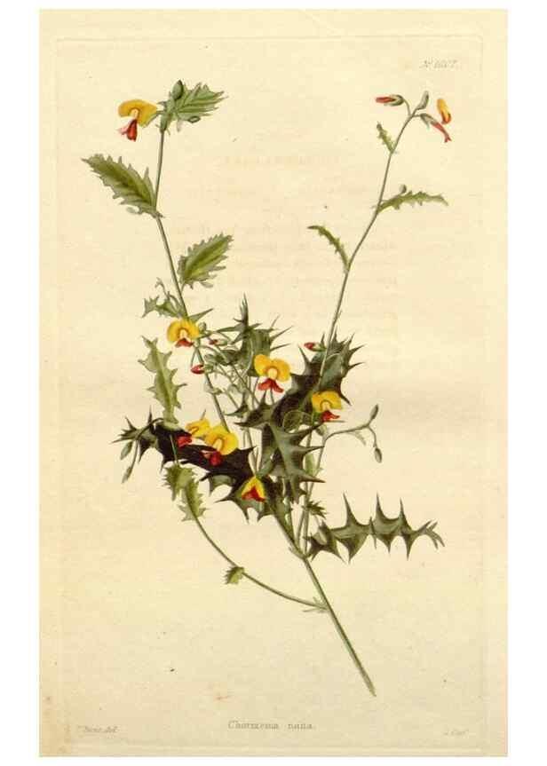 Reproducción/Reproduction 48782294418: The botanical cabinet. London :John & Arthur Arch ...,1817-1833.. 