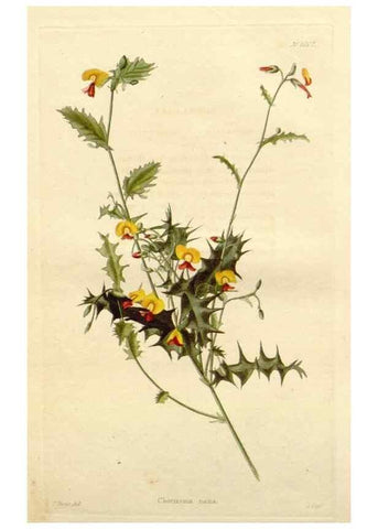 Reproducción/Reproduction 48782294418: The botanical cabinet. London :John & Arthur Arch ...,1817-1833.. 