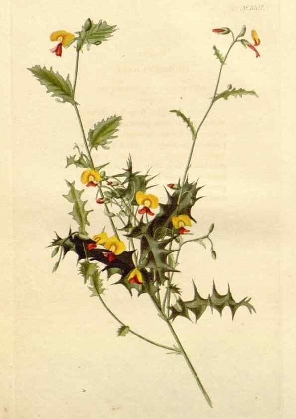 Reproducción/Reproduction 48782294418: The botanical cabinet. London :John & Arthur Arch ...,1817-1833.. 