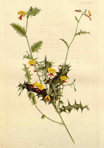 Reproducción/Reproduction 48782294418: The botanical cabinet. London :John & Arthur Arch ...,1817-1833.. 