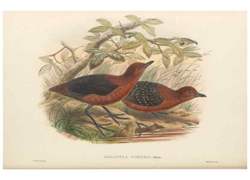 Reproducción/Reproduction 48766451386: The birds of New Guinea and the adjacent Papuan islands. London :Henry Sotheran & Co.,1875-1888.. 