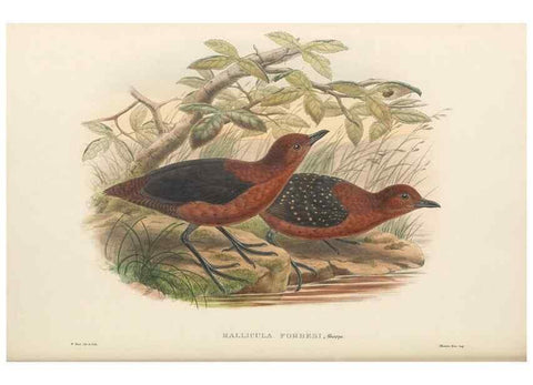 Reproducción/Reproduction 48766451386: The birds of New Guinea and the adjacent Papuan islands. London :Henry Sotheran & Co.,1875-1888.. 