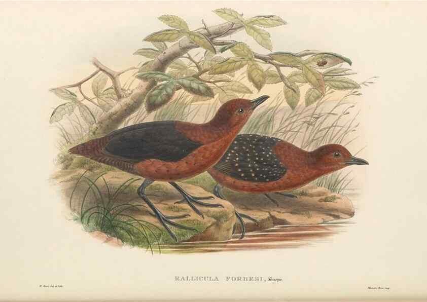 Reproducción/Reproduction 48766451386: The birds of New Guinea and the adjacent Papuan islands. London :Henry Sotheran & Co.,1875-1888.. 