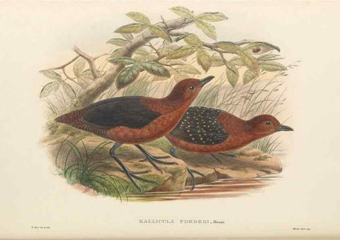 Reproducción/Reproduction 48766451386: The birds of New Guinea and the adjacent Papuan islands. London :Henry Sotheran & Co.,1875-1888.. 