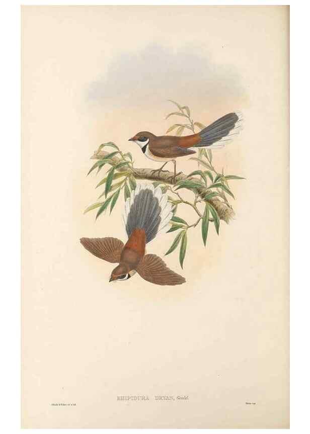 Reproducción/Reproduction 48766208137: The birds of New Guinea and the adjacent Papuan islands. London :Henry Sotheran & Co.,1875-1888.. 