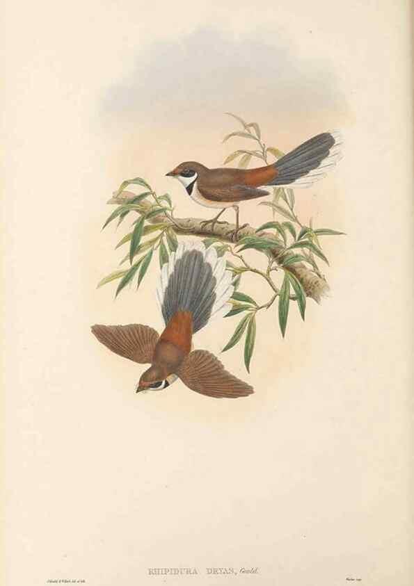 Reproducción/Reproduction 48766208137: The birds of New Guinea and the adjacent Papuan islands. London :Henry Sotheran & Co.,1875-1888.. 