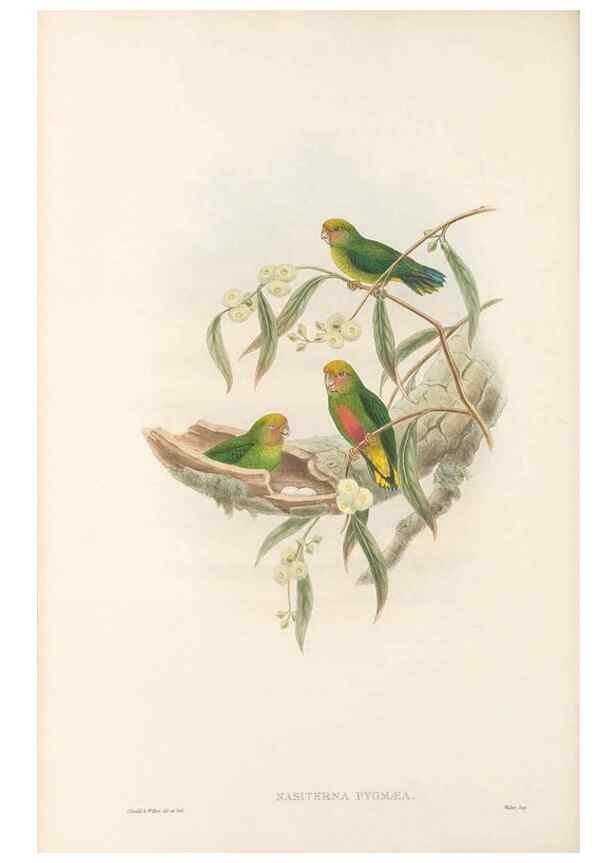Reproducción/Reproduction 48766638752: The birds of New Guinea and the adjacent Papuan islands. London :Henry Sotheran & Co.,1875-1888.. 