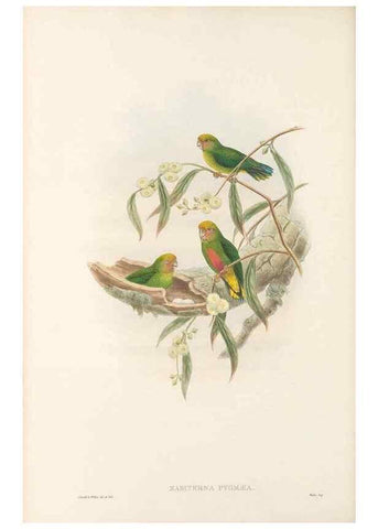 Reproducción/Reproduction 48766638752: The birds of New Guinea and the adjacent Papuan islands. London :Henry Sotheran & Co.,1875-1888.. 
