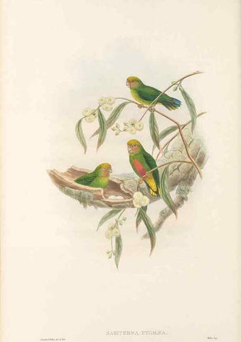 Reproducción/Reproduction 48766638752: The birds of New Guinea and the adjacent Papuan islands. London :Henry Sotheran & Co.,1875-1888.. 