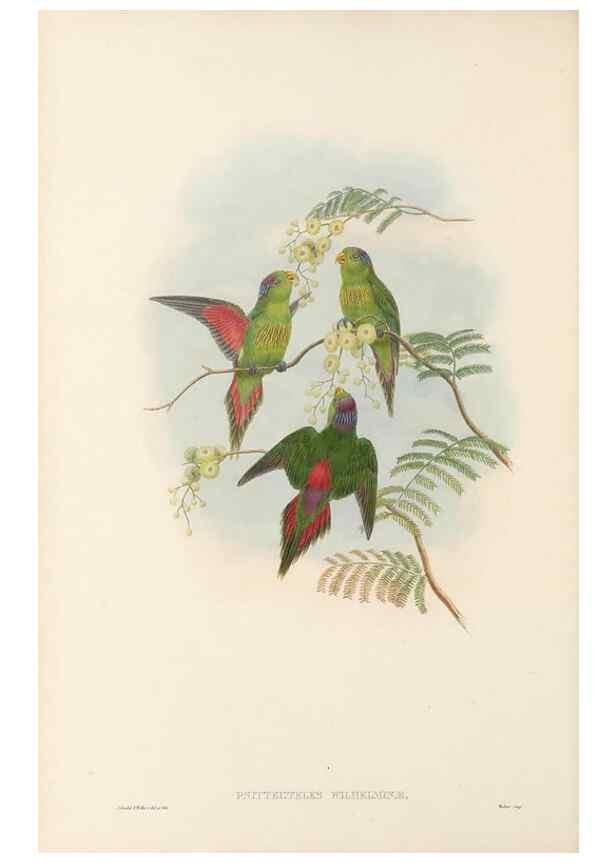 Reproducción/Reproduction 48766436416: The birds of New Guinea and the adjacent Papuan islands. London :Henry Sotheran & Co.,1875-1888.. 