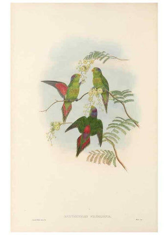 Reproducción/Reproduction 48766436416: The birds of New Guinea and the adjacent Papuan islands. London :Henry Sotheran & Co.,1875-1888.. 
