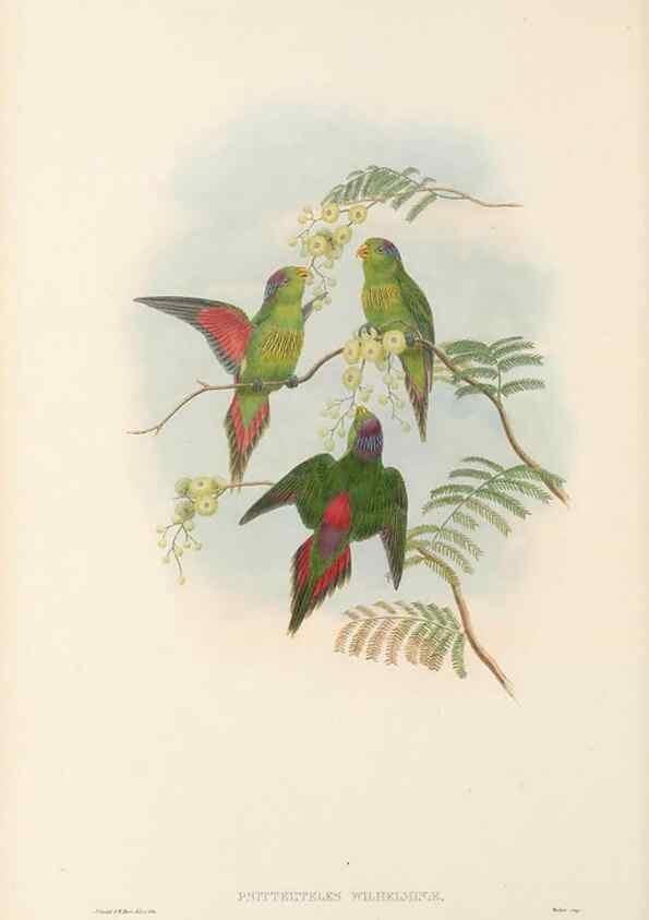Reproducción/Reproduction 48766436416: The birds of New Guinea and the adjacent Papuan islands. London :Henry Sotheran & Co.,1875-1888.. 