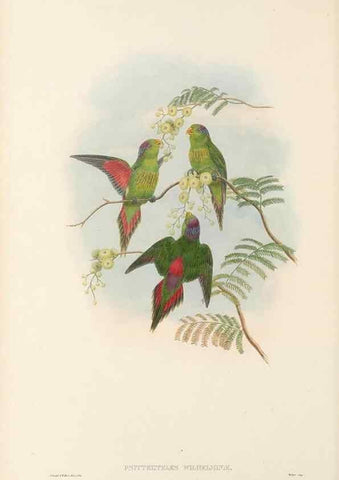 Reproducción/Reproduction 48766436416: The birds of New Guinea and the adjacent Papuan islands. London :Henry Sotheran & Co.,1875-1888.. 