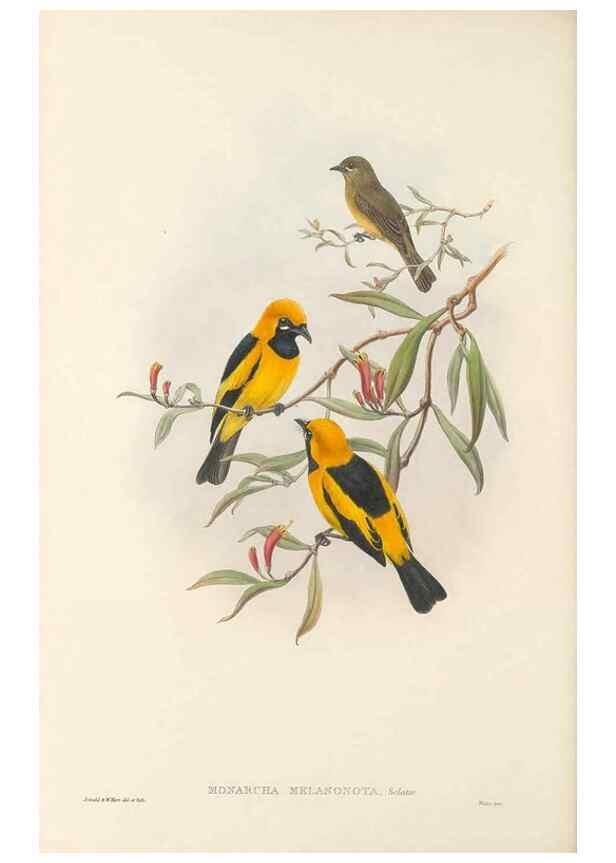Reproducción/Reproduction 48766014881: The birds of New Guinea and the adjacent Papuan islands. London :Henry Sotheran & Co.,1875-1888.. 