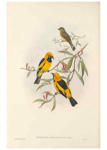 Reproducción/Reproduction 48766014881: The birds of New Guinea and the adjacent Papuan islands. London :Henry Sotheran & Co.,1875-1888.. 