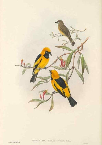 Reproducción/Reproduction 48766014881: The birds of New Guinea and the adjacent Papuan islands. London :Henry Sotheran & Co.,1875-1888.. 