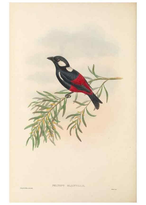 Reproducción/Reproduction 48766015286: The birds of New Guinea and the adjacent Papuan islands. London :Henry Sotheran & Co.,1875-1888.. 
