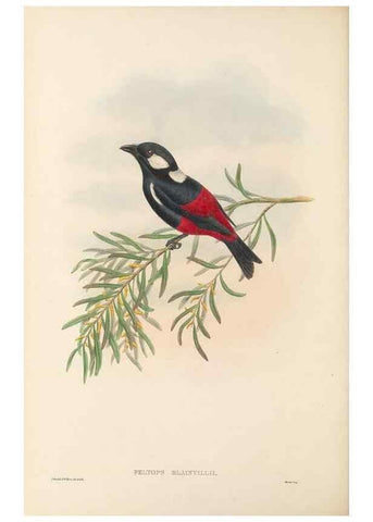 Reproducción/Reproduction 48766015286: The birds of New Guinea and the adjacent Papuan islands. London :Henry Sotheran & Co.,1875-1888.. 