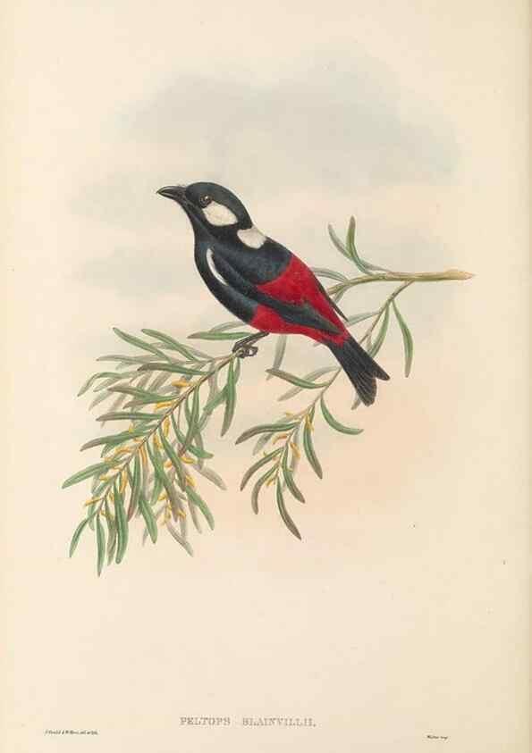 Reproducción/Reproduction 48766015286: The birds of New Guinea and the adjacent Papuan islands. London :Henry Sotheran & Co.,1875-1888.. 