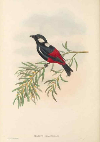 Reproducción/Reproduction 48766015286: The birds of New Guinea and the adjacent Papuan islands. London :Henry Sotheran & Co.,1875-1888.. 