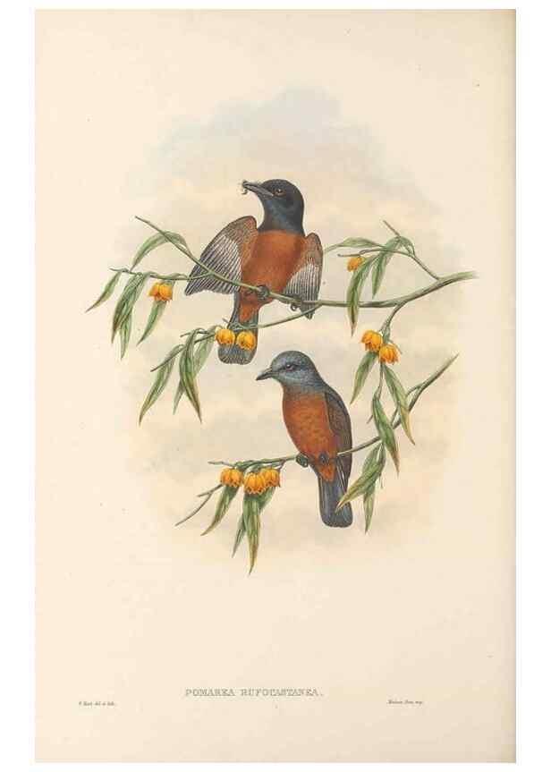 Reproducción/Reproduction 48766015561: The birds of New Guinea and the adjacent Papuan islands. London :Henry Sotheran & Co.,1875-1888.. 