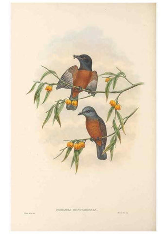 Reproducción/Reproduction 48766015561: The birds of New Guinea and the adjacent Papuan islands. London :Henry Sotheran & Co.,1875-1888.. 