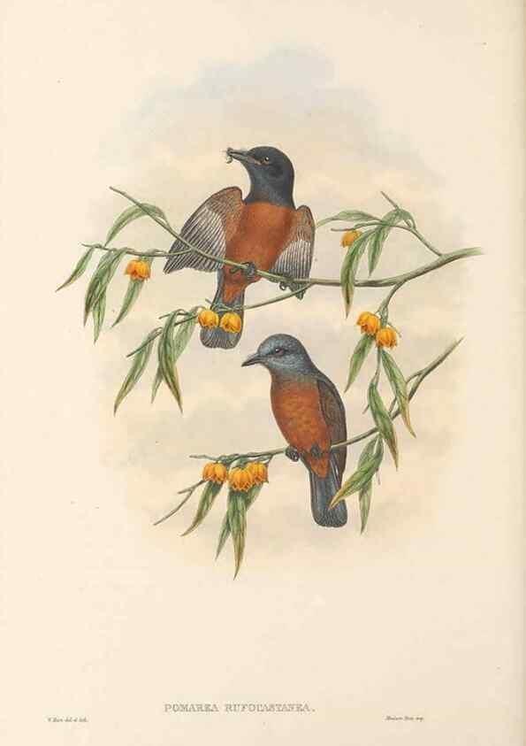 Reproducción/Reproduction 48766015561: The birds of New Guinea and the adjacent Papuan islands. London :Henry Sotheran & Co.,1875-1888.. 