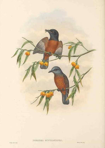 Reproducción/Reproduction 48766015561: The birds of New Guinea and the adjacent Papuan islands. London :Henry Sotheran & Co.,1875-1888.. 