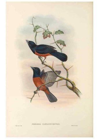 Reproducción/Reproduction 48765685948: The birds of New Guinea and the adjacent Papuan islands. London :Henry Sotheran & Co.,1875-1888.. 