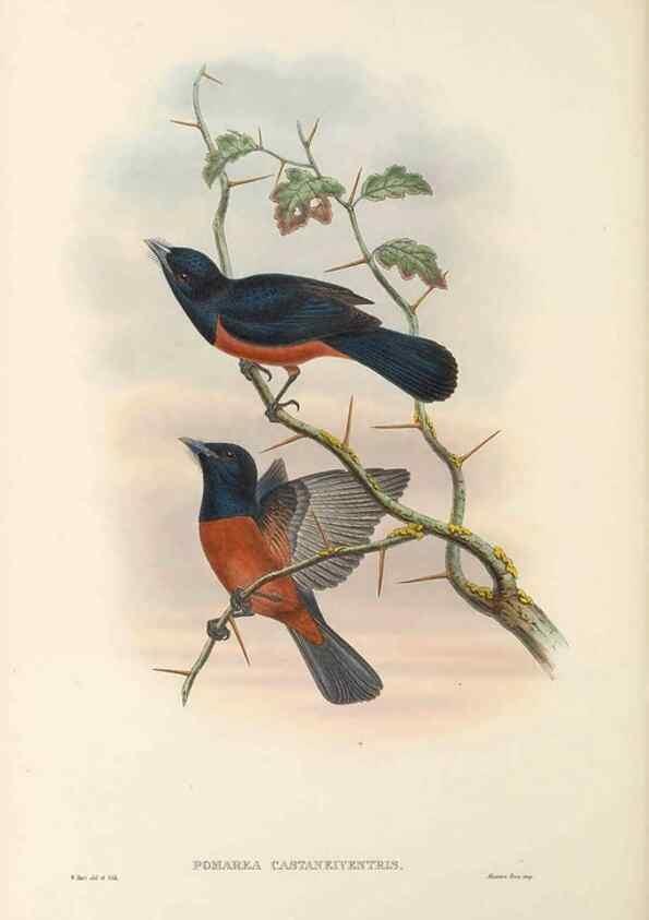 Reproducción/Reproduction 48765685948: The birds of New Guinea and the adjacent Papuan islands. London :Henry Sotheran & Co.,1875-1888.. 