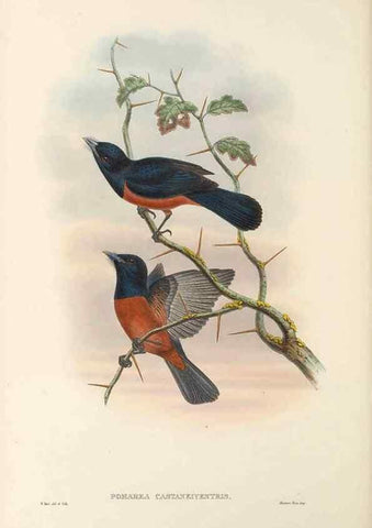 Reproducción/Reproduction 48765685948: The birds of New Guinea and the adjacent Papuan islands. London :Henry Sotheran & Co.,1875-1888.. 