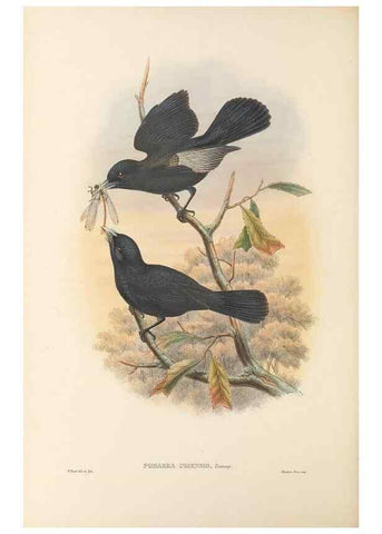 Reproducción/Reproduction 48766218457: The birds of New Guinea and the adjacent Papuan islands. London :Henry Sotheran & Co.,1875-1888.. 